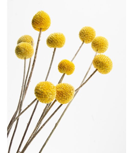 MyFlowers 20 yellow craspedias | dried and natural