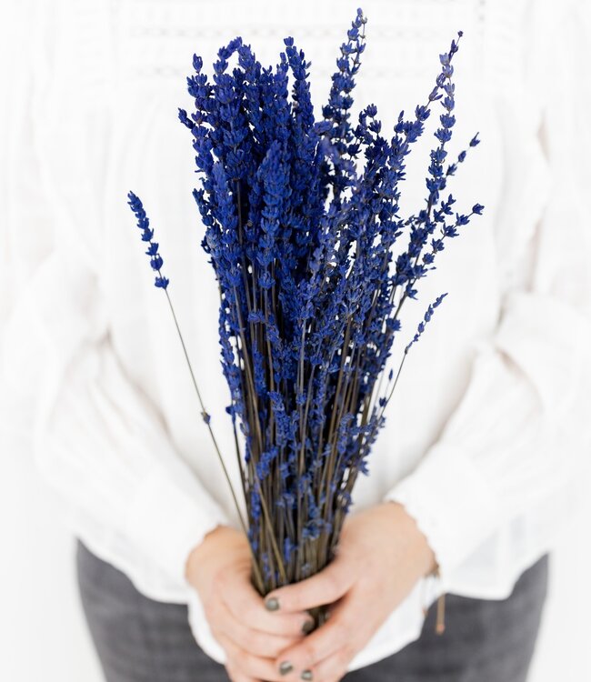 Reserviert lavendel | Intensive blaue Farbe | Länge 50 Zentimeter
