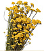 Gele Lonas Aanua droogbloemen | ± 15 takjes per bos | Lengte 40 centimeter