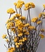 Fleurs séchées Lonas Aanua jaunes | ± 15 brins par bouquet | Longueur 40 centimètres