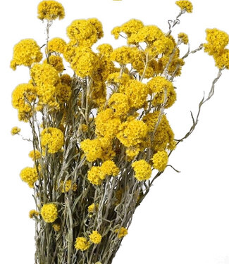 Fleurs séchées jaunes de Sanfordii