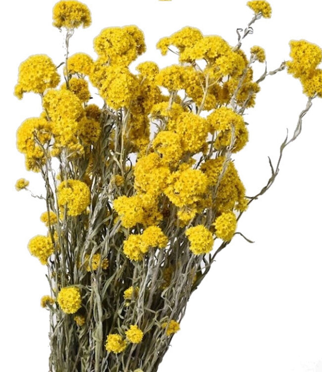 Gelbe Sanfordii Trockenblumen | Länge 30 - 40 cm Zentimeter