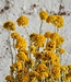 Fleurs séchées jaunes Sanfordii | Longueur 30 - 40 cm centimètres