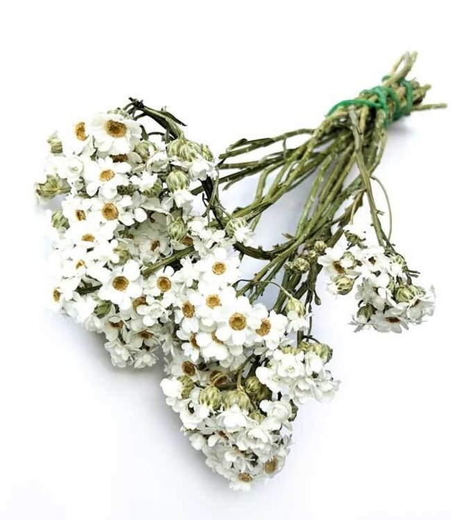 Weiße Ixodia Trockenblumen | Länge 20 - 25 Zentimeter