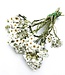 Fleurs séchées Ixodia blanches | Longueur 20 - 25 centimètres