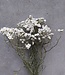 Weiße Ixodia Trockenblumen | Länge 20 - 25 Zentimeter