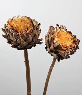 MyFlowers Cynara séché | Artichauts sauvages | 20 centimètres