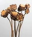 Dried Cynara each | Wild artichokes | Length 20 centimetres