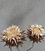 Dried Cynara each | Wild artichokes | Length 20 centimetres