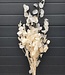 Lunaria blanchie | Fleurs sèches de pin de Judée | Longueur ± 65 centimètres