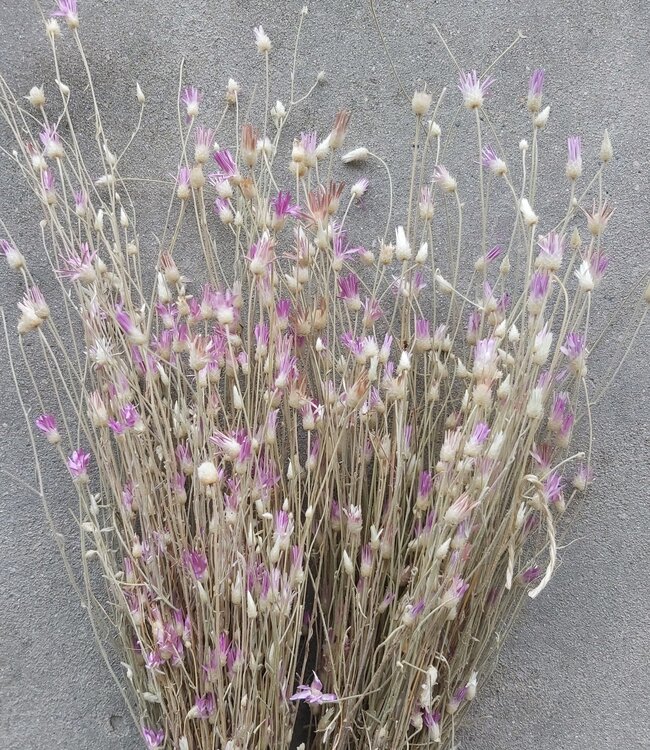 Papyrus Depressa dried flowers | Length 55 centimetres