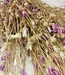 Papyrus Depressa dried flowers | Length 55 centimetres