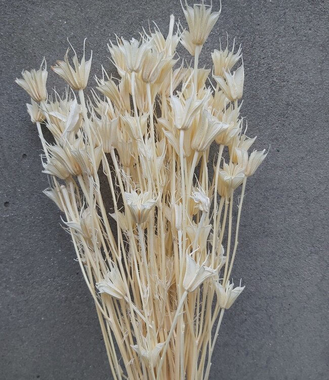 Fleurs séchées de Nigella Orientalis blanchies | Longueur 60 centimètres