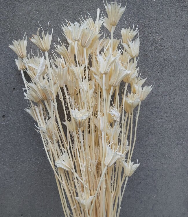 Gebleichte Nigella Orientalis Trockenblumen | Länge 60 Zentimeter