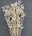 Gebleekte Nigella Orientalis droogbloemen | Lengte 60 centimeter