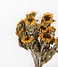 10 dried French sunflowers | Length 60 centimetres
