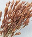 Dried roofing reed | Length 75 - 80 centimetres