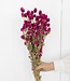 Dark pink Gomphrena dried flowers | Length 40 - 45 centimetres