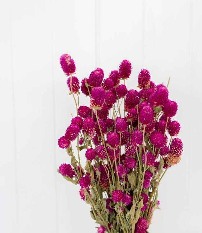 Dunkelrosa Gomphrena Trockenblumen | Länge 40 - 45 Zentimeter