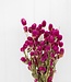 Dunkelrosa Gomphrena Trockenblumen | Länge 40 - 45 Zentimeter