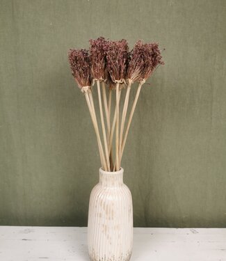 MyFlowers Dried Allium Cherry natural