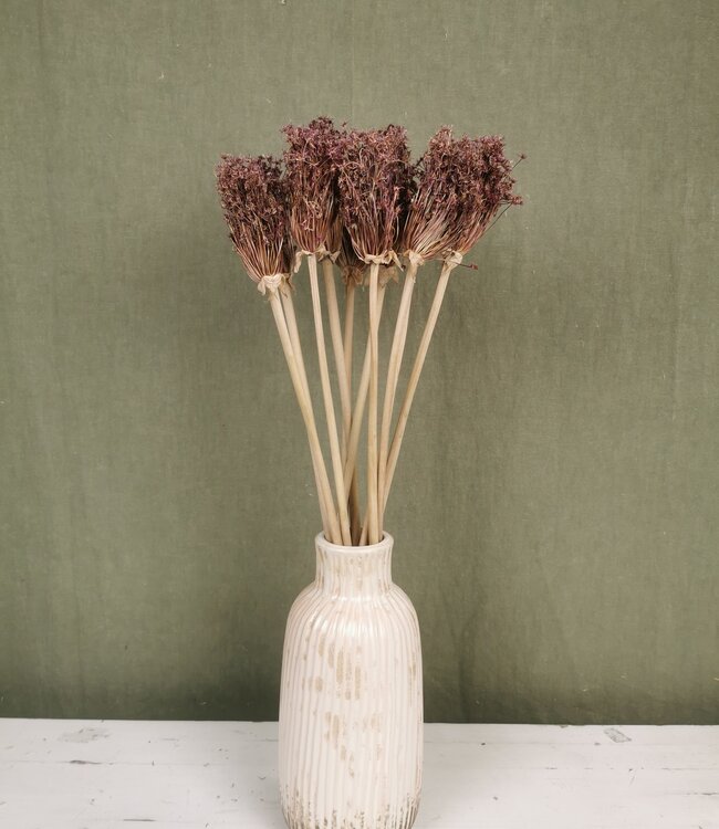 Five branches of dried Allium Cherry | Length 70 centimetres