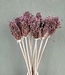 Vijf takken gedroogde Allium Cherry | Lengte 70 centimeter