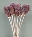 Five branches of dried Allium Cherry | Length 70 centimetres