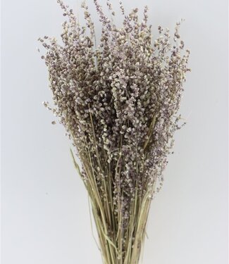 MyFlowers Dried Briza Minima natural