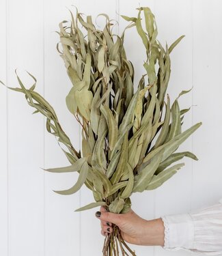 MyFlowers Dried eucalyptus leaf