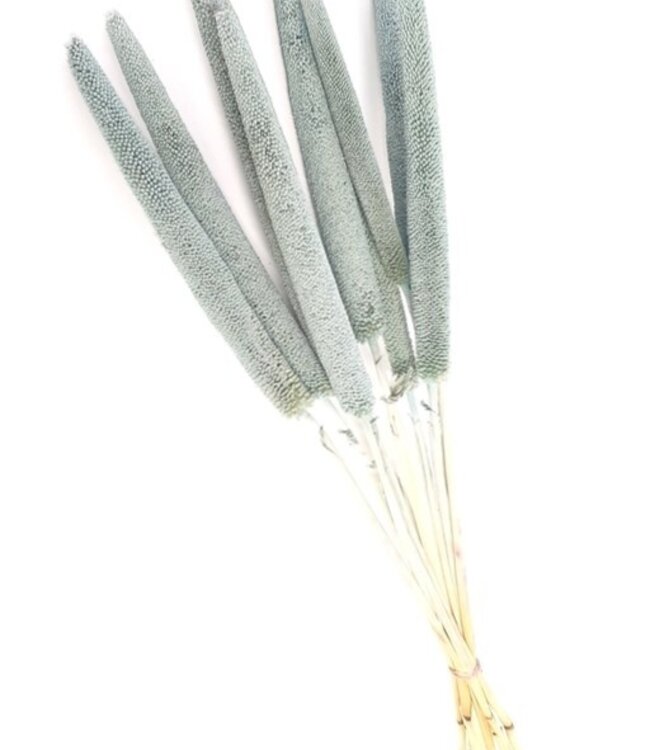 Dried babalas light blue per 10 branches