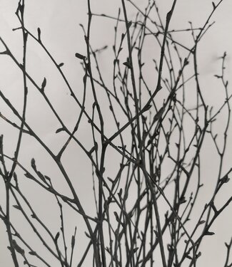 Branches de bouleau séchées noires