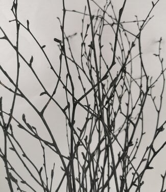 Dried birch branches black