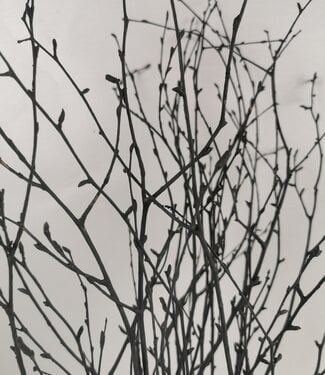 MyFlowers Dried birch branches black