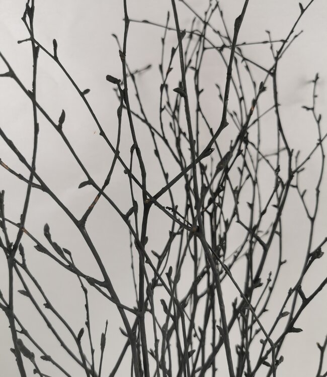 Branches de bouleau séchées noires | 20 tiges