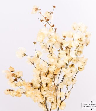 Dried bleached Bougainvillea