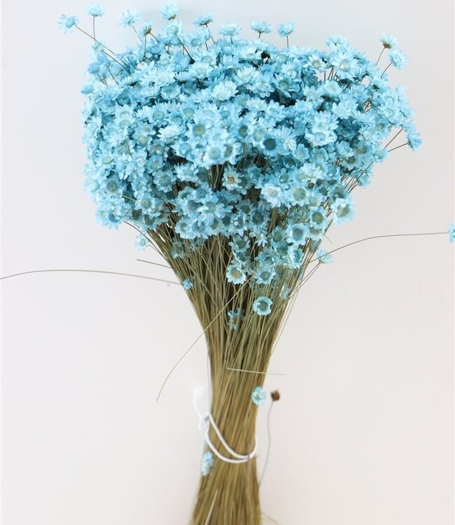 Glixia flower aqua blue | Length ± 50 cm | Available per bunch
