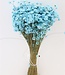 Glixia-Blume Aquablau | Länge ± 50 cm | Erhältlich pro Bündel