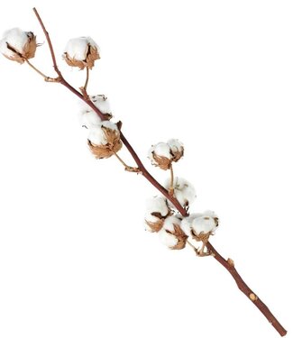 Cotton branches | various lengths