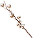 Cotton branches | various lengths