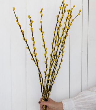 Yellow willow catkins dried flowers
