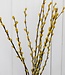 Willow catkins (salix) yellow | Length 70 centimeters| 20 stems