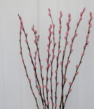 MyFlowers Pink willow catkins dried flowers