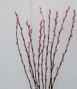 Pink willow catkins dried flowers