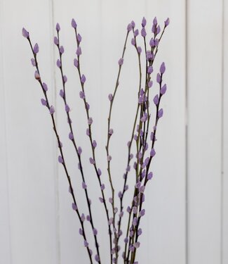 Purple willow catkins dried flowers