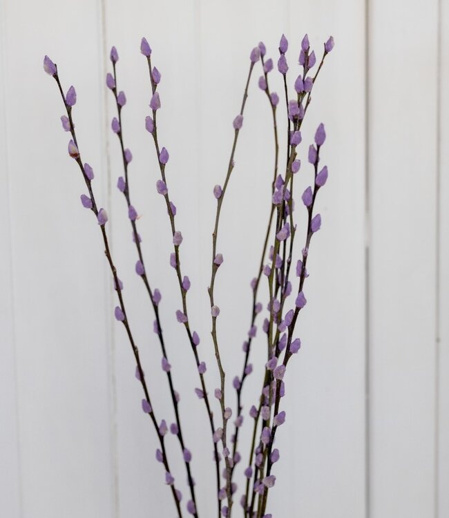 Chatons de saule violet (salix) | Longueur 70 centimètres 20 tiges