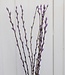 MyFlowers Purple willow catkins dried flowers