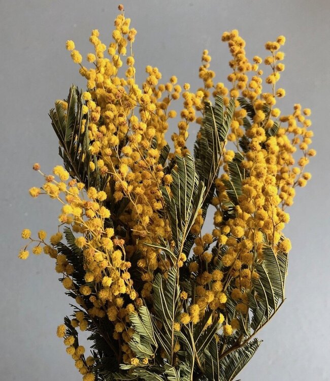 Gelbe Mimosen-Trockenblumen | Länge 65 cm | Bestellung pro Strauß