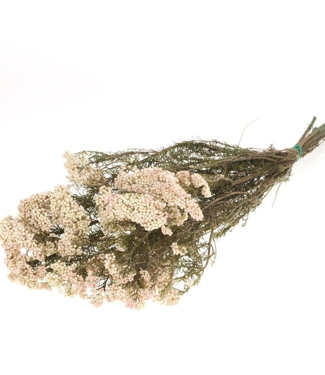 Reisblume konserviert natürliche weiße Trockenblumen | Länge ± 60 cm | Erhältlich pro Strauß