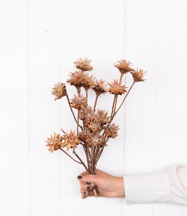 Plumosum  natuurlijk droogbloemen | Lengte ± 60 cm | Per 10 stuks verkrijgbaar